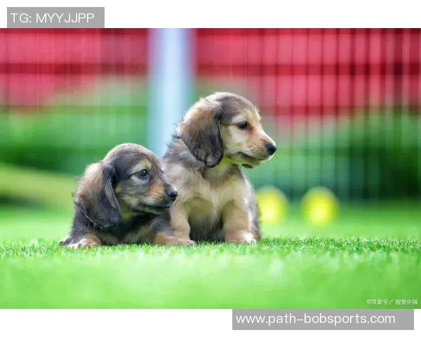 博洛尼亚犬的魅力与养护技巧探秘让你成为宠物达人